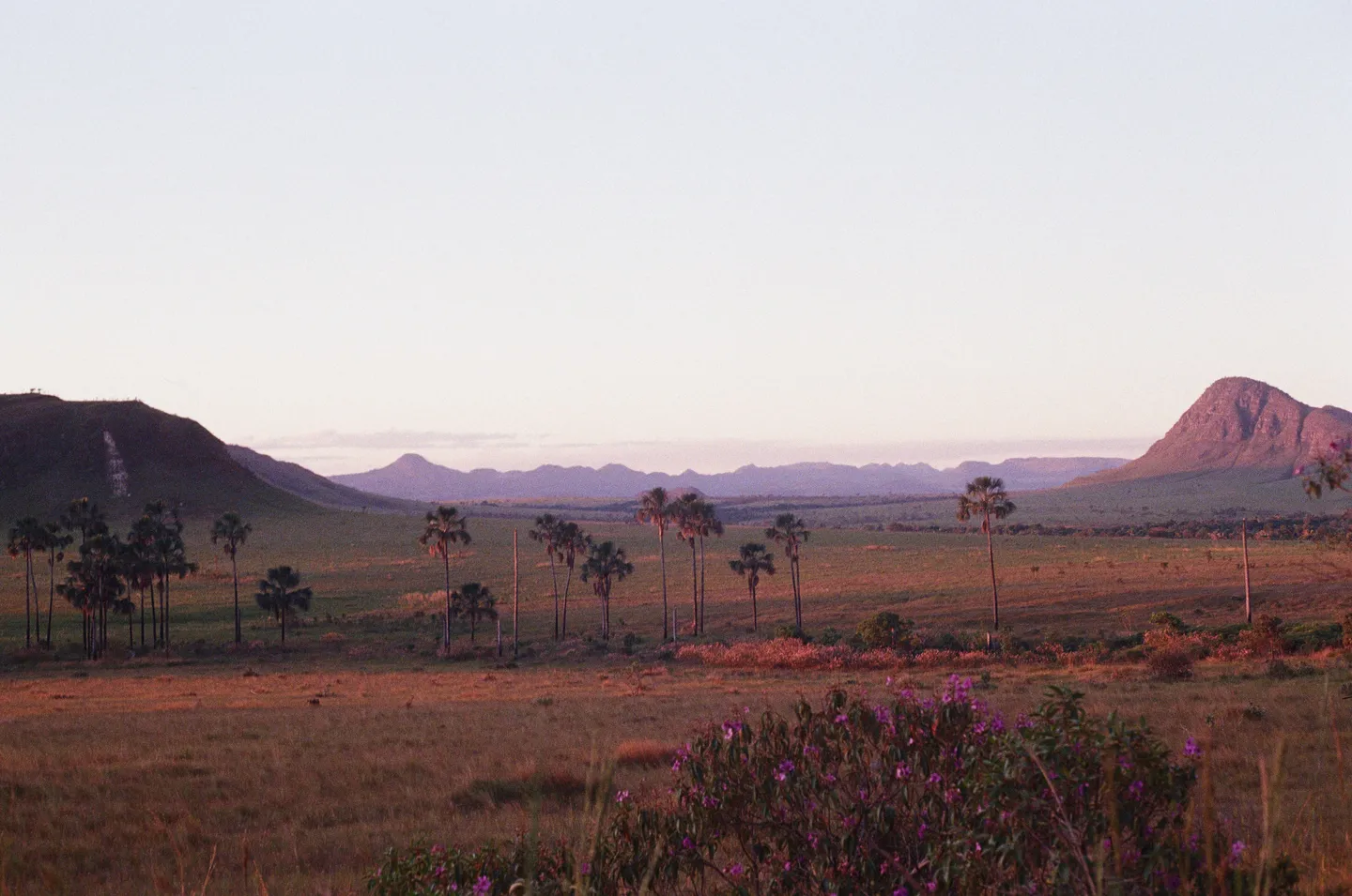 Savanna with palm trees and mountains at dusk, on 35mm film