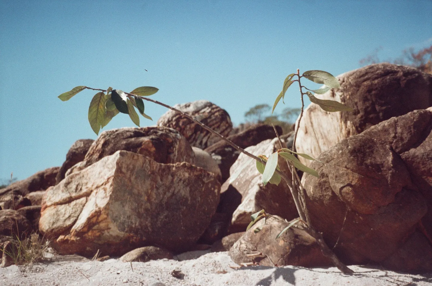 Rocks and a young plant against a blue sky