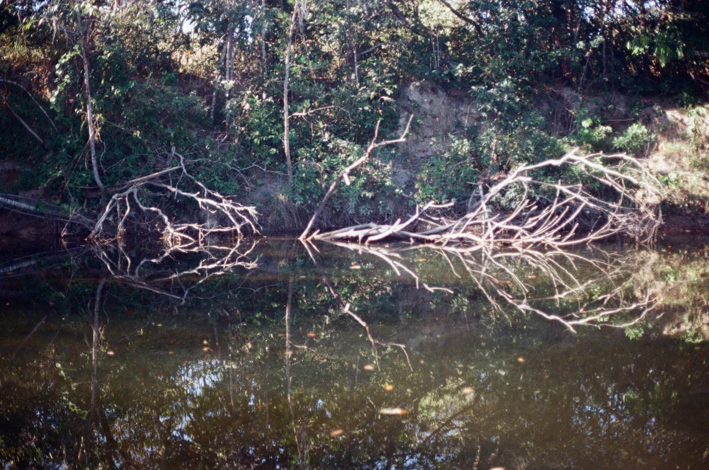 A still river with fallen branches