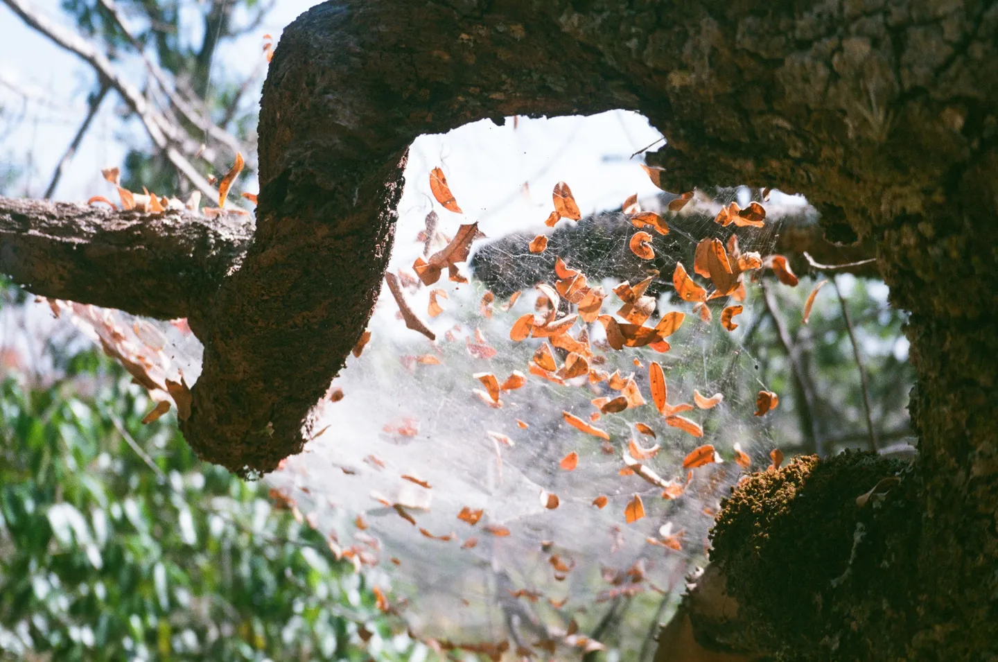 Orange leaves seen through a rock opening