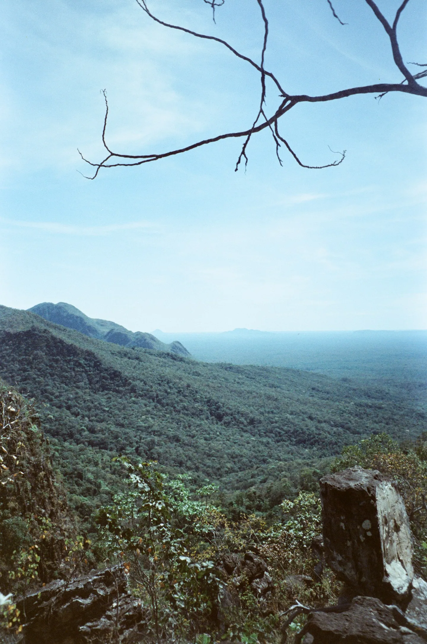 A green valley seen from a cliff, under a bare branch