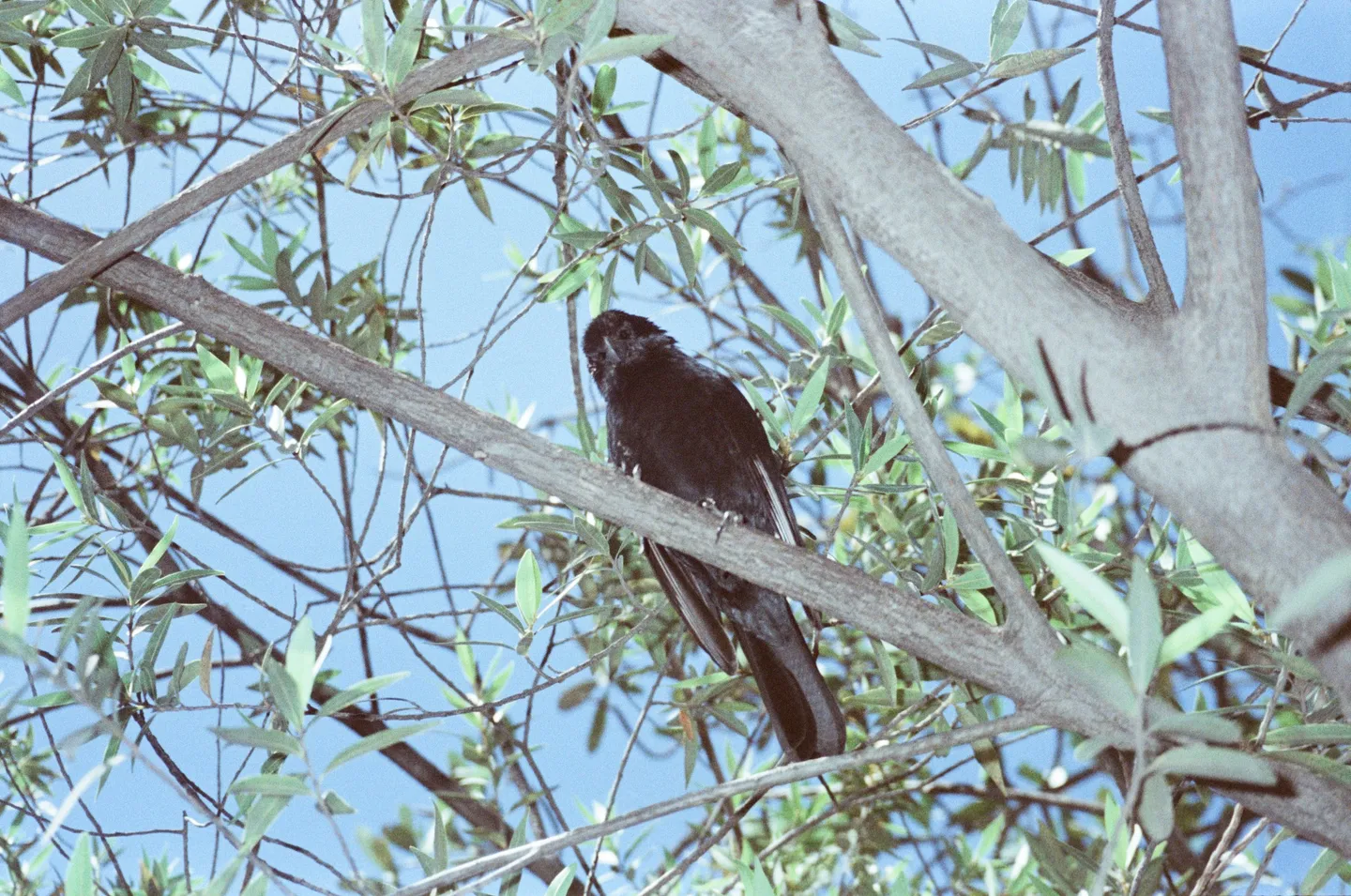 A dark bird on a branch against the sky