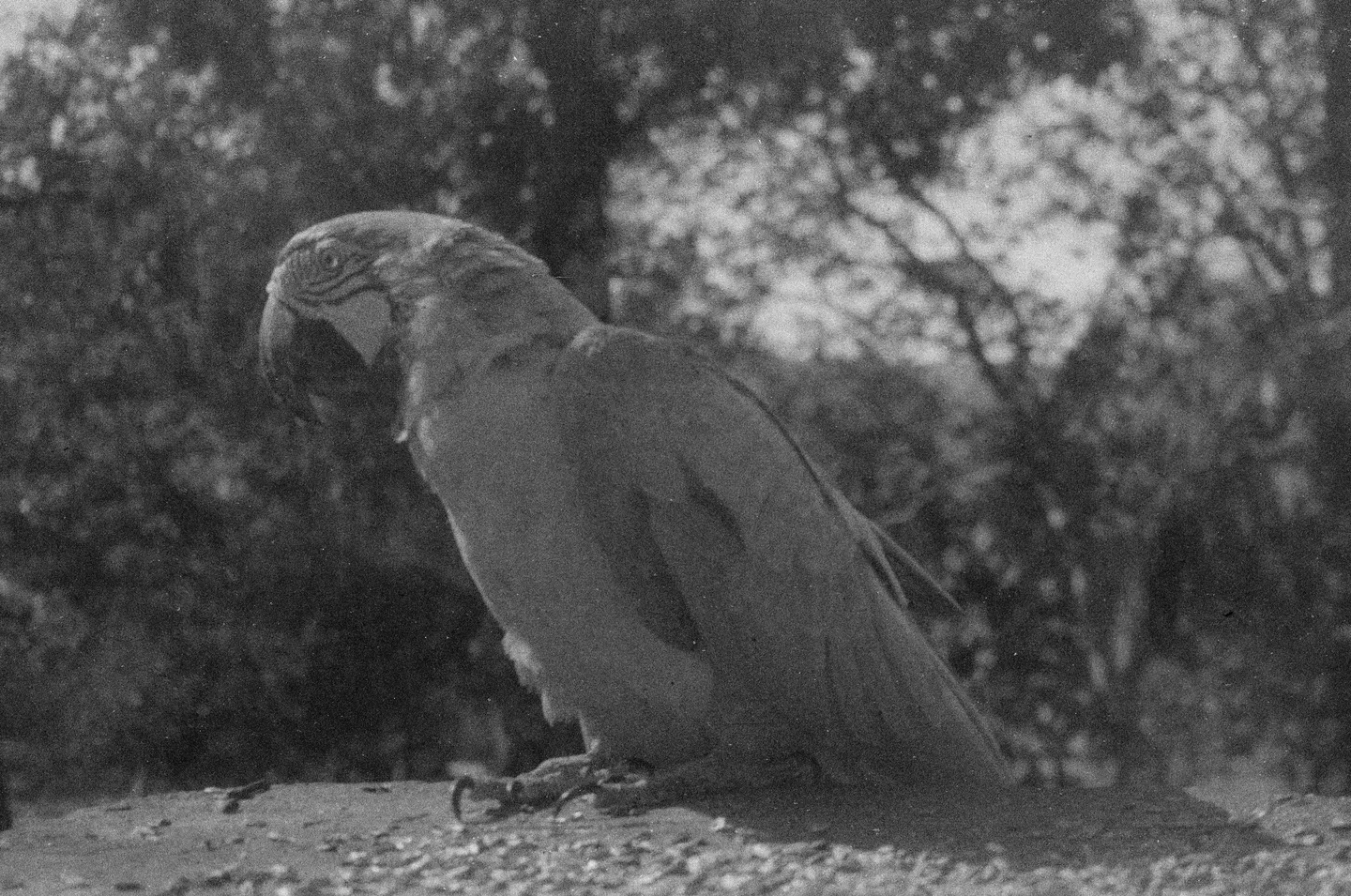 A macaw on a perch, black and white